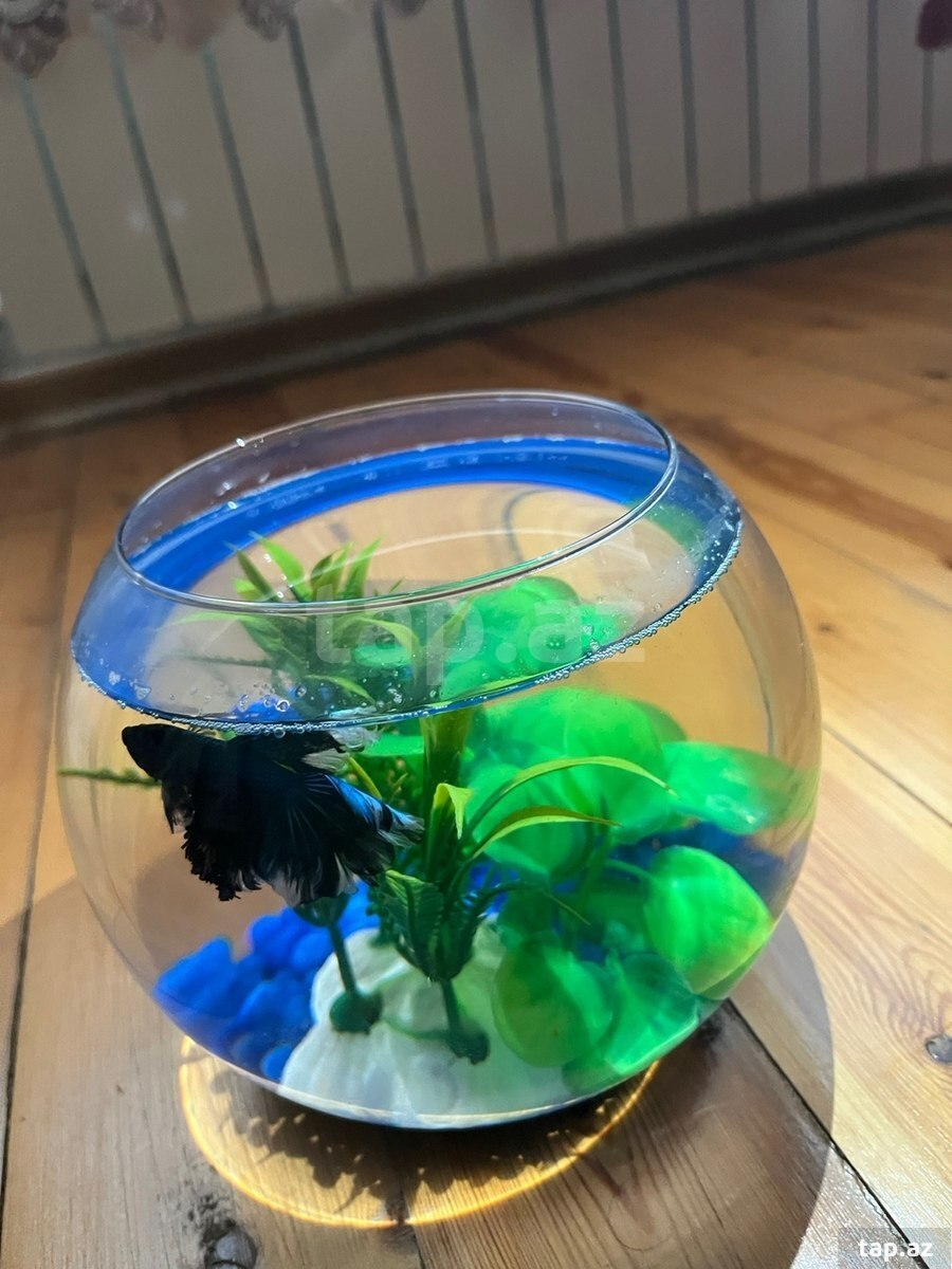 Black orchid betta ( halfmoon betta) (4)