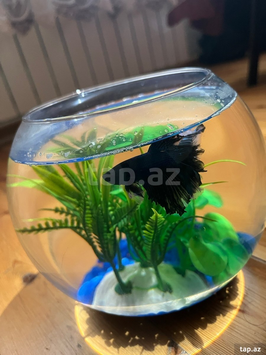 Black orchid betta ( halfmoon betta) (6)