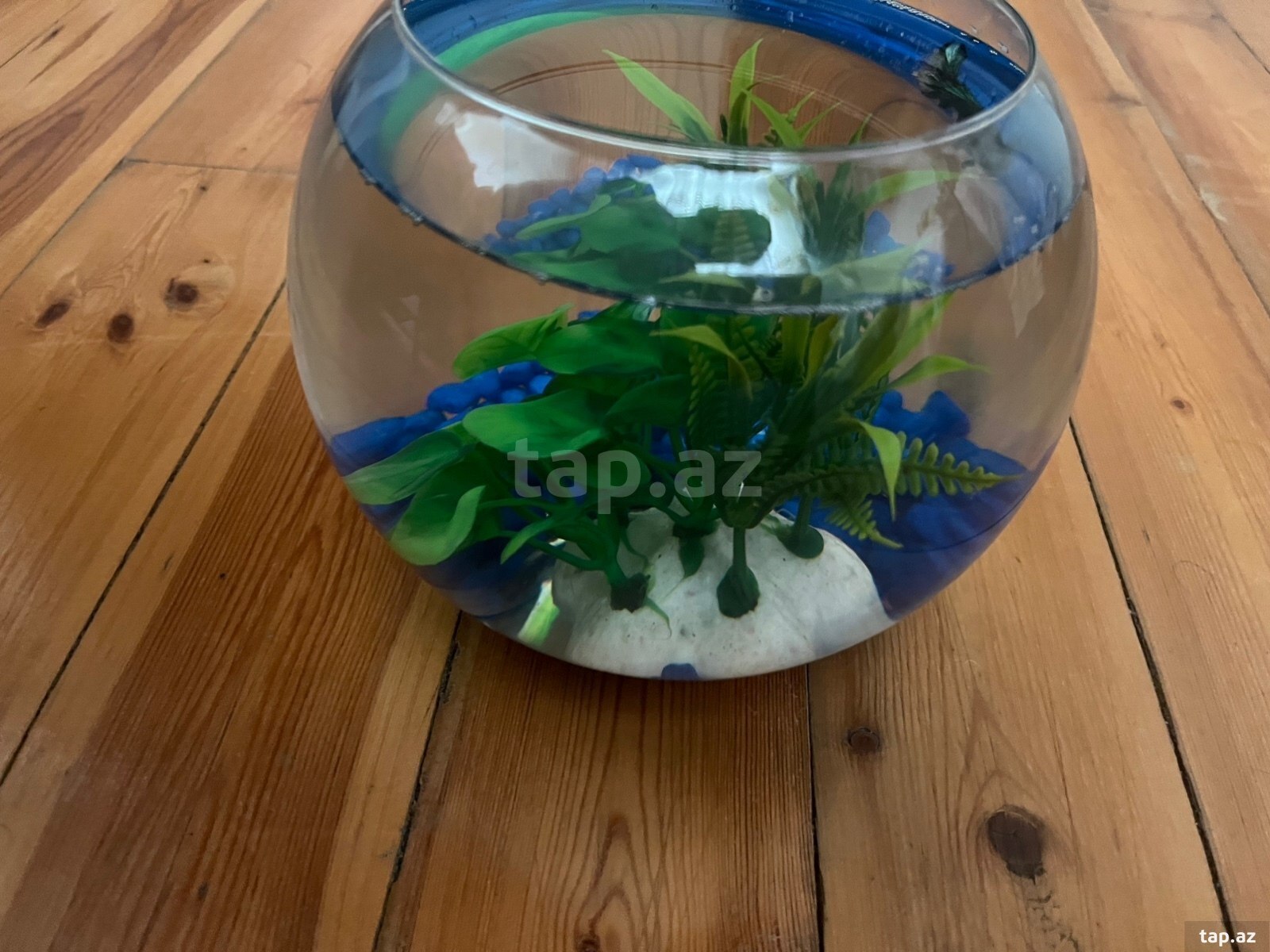 Black orchid betta ( halfmoon betta) (3)