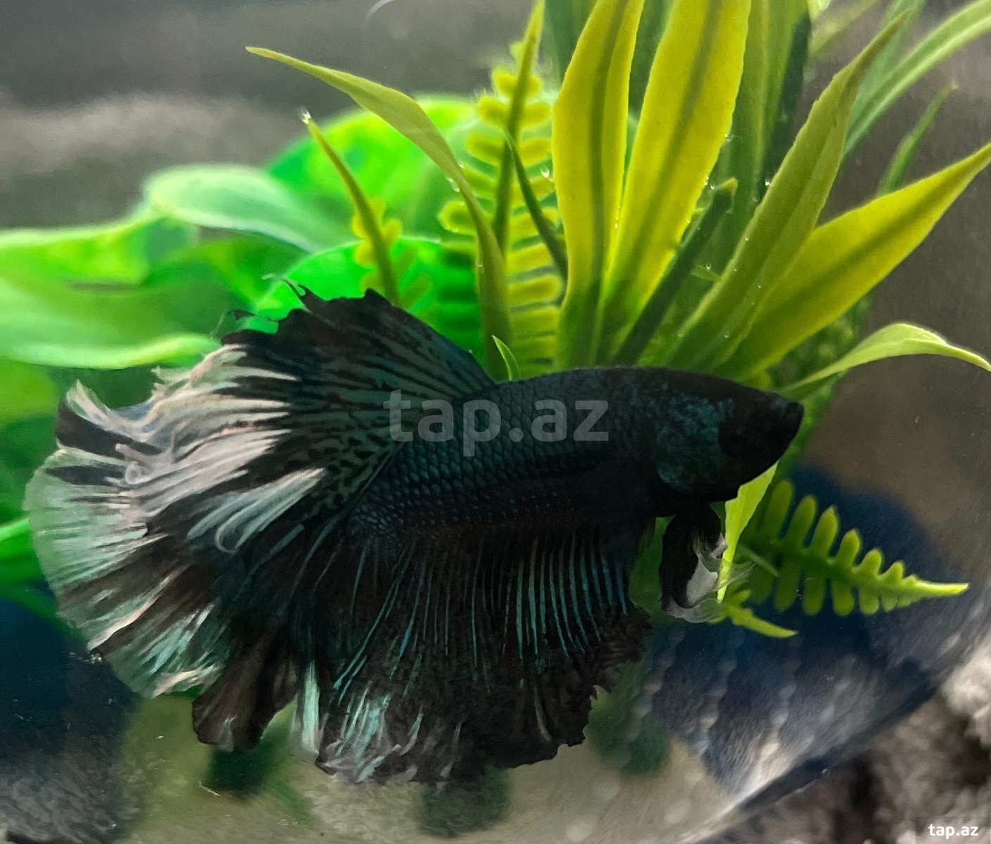 Black orchid betta ( halfmoon betta) (2)