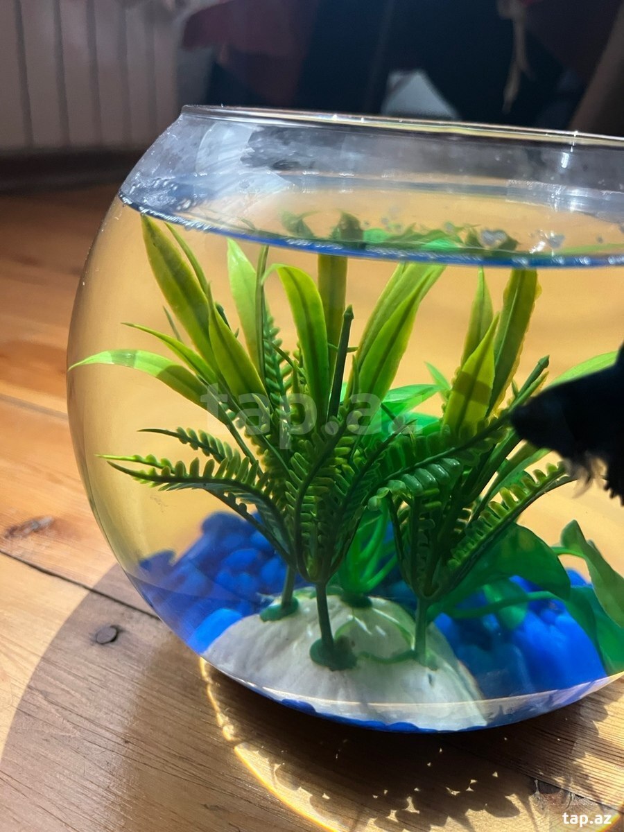 Black orchid betta ( halfmoon betta) (5)