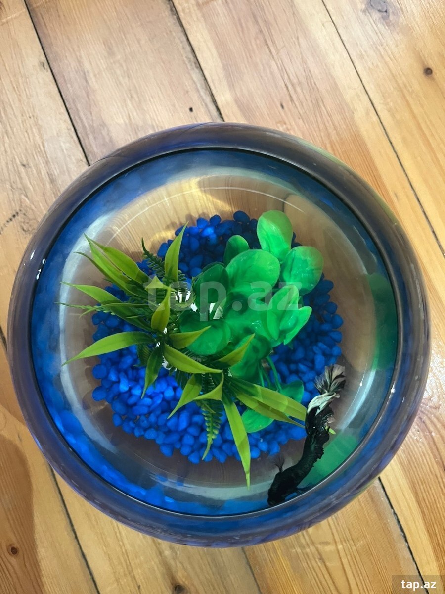Black orchid betta ( halfmoon betta) (7)