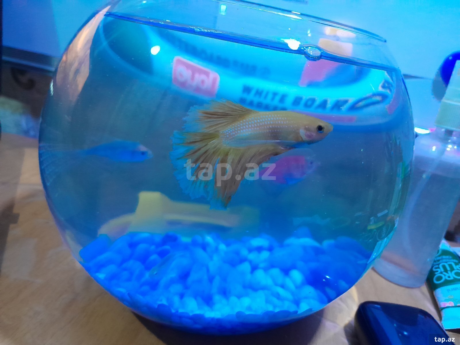 Akvarium və balıqlar