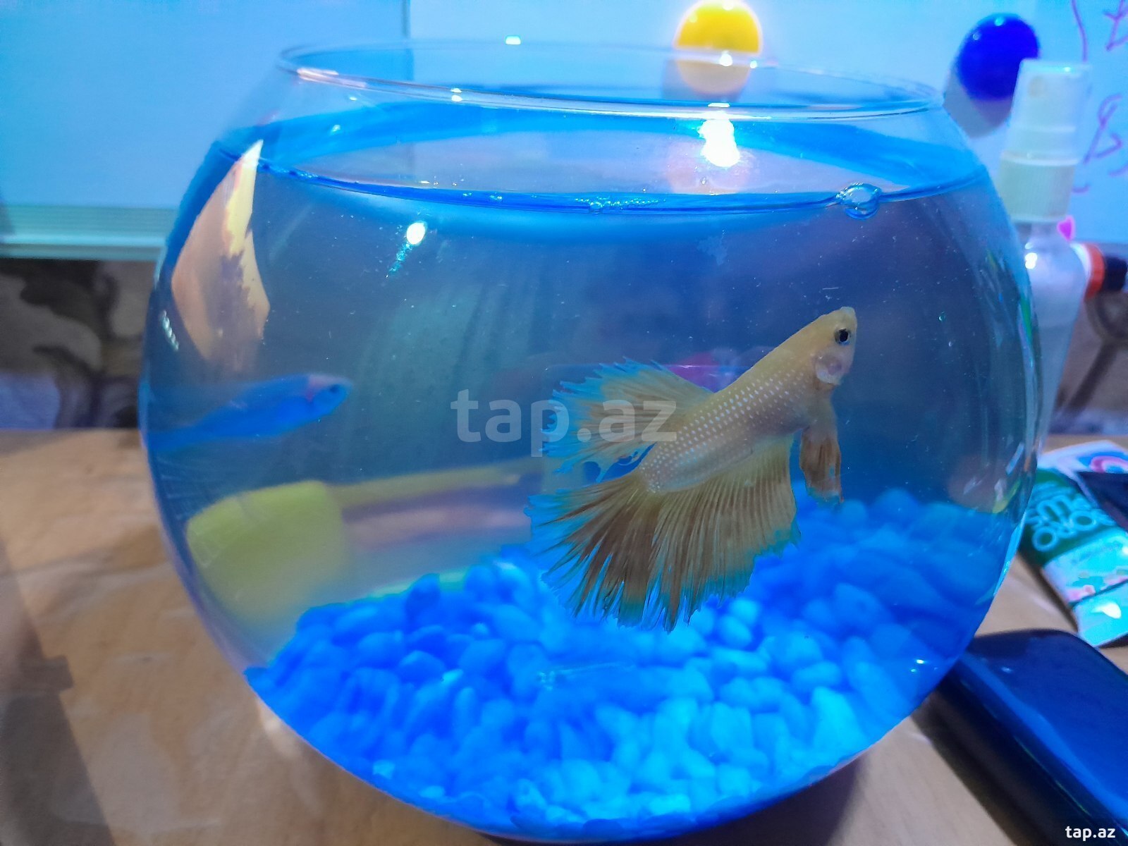 Akvarium və balıqlar (2)