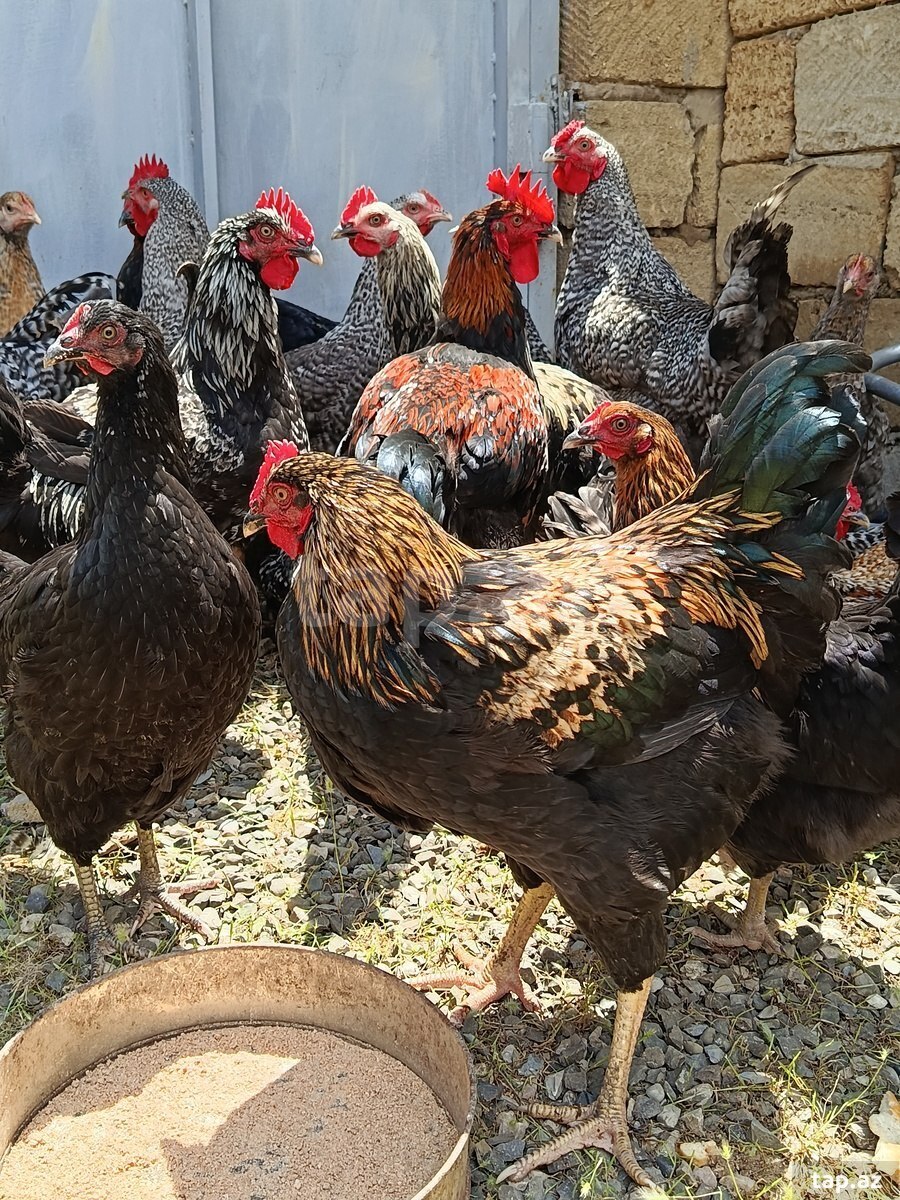 Xarkov, Avstralorp toyuqları (7)