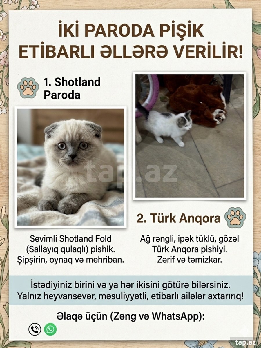 Pişik etibarlı əllərə verilir