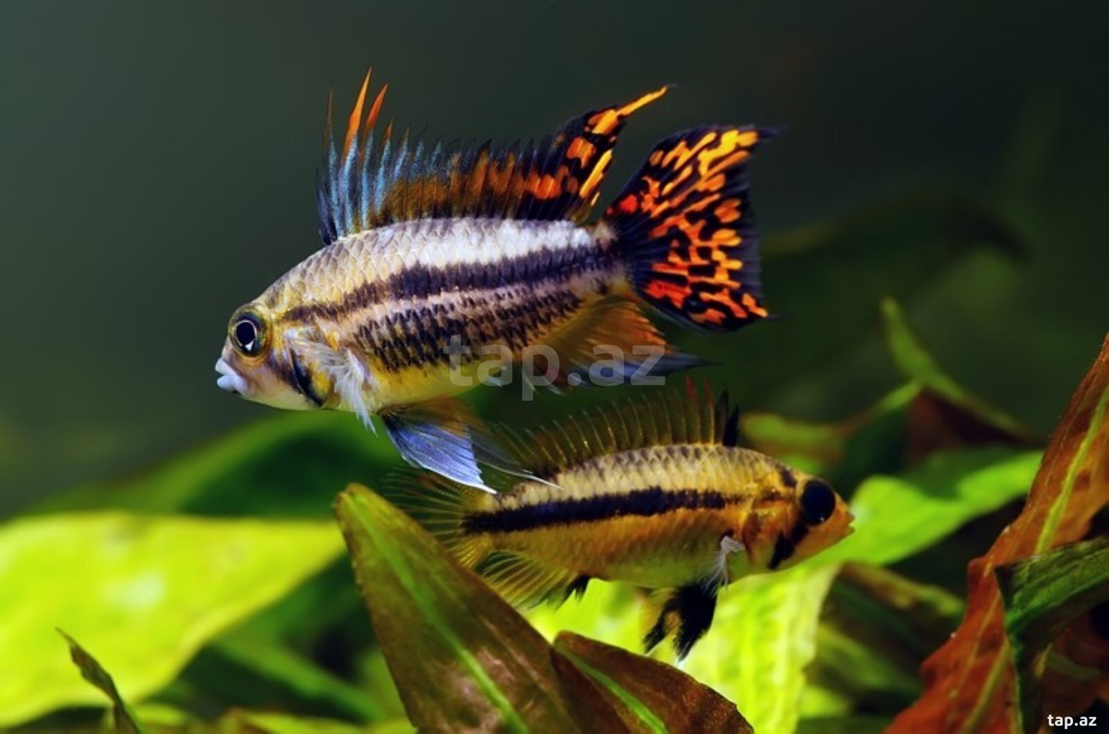 Apistogramma Cocotoides  (2)