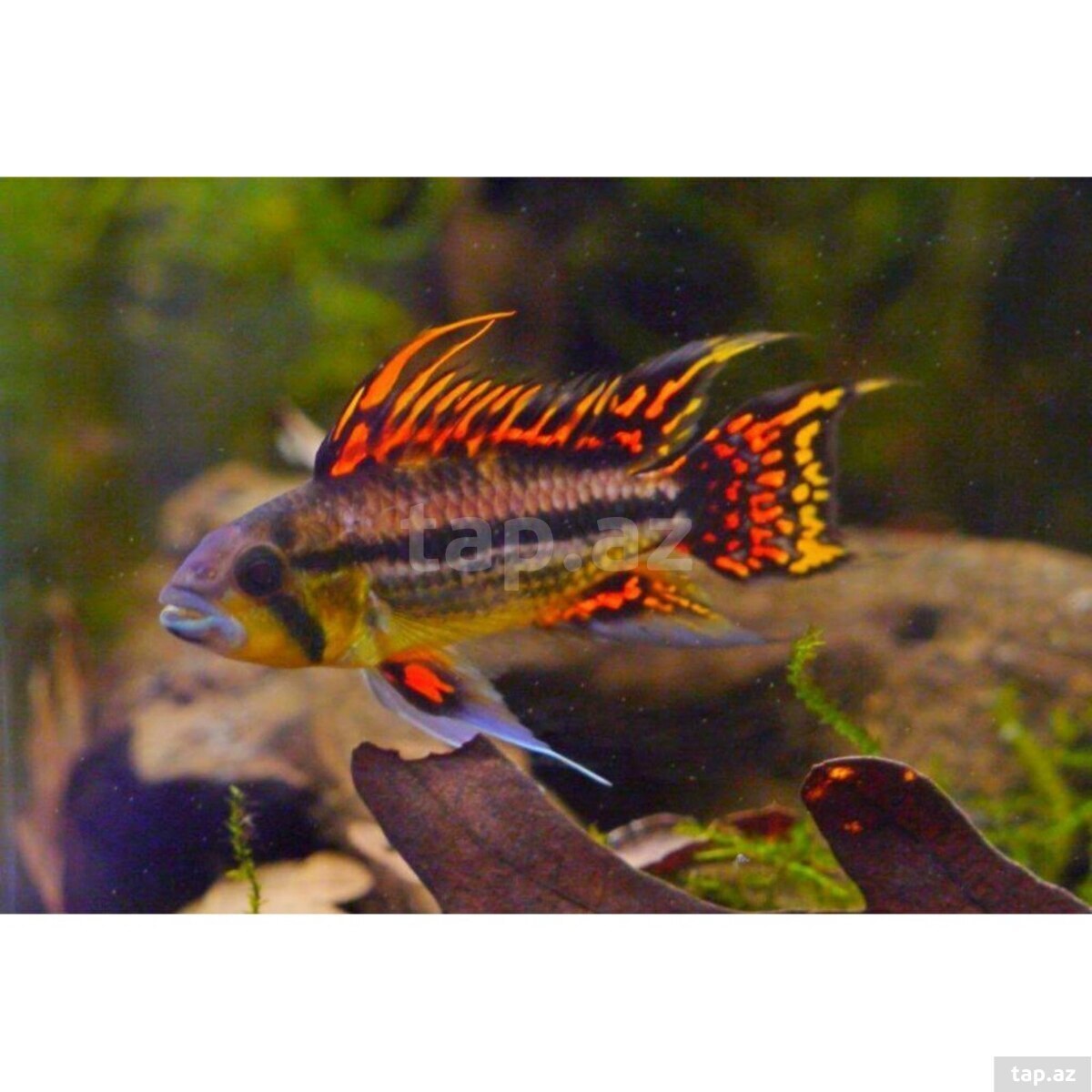 Apistogramma Cocotoides  (3)