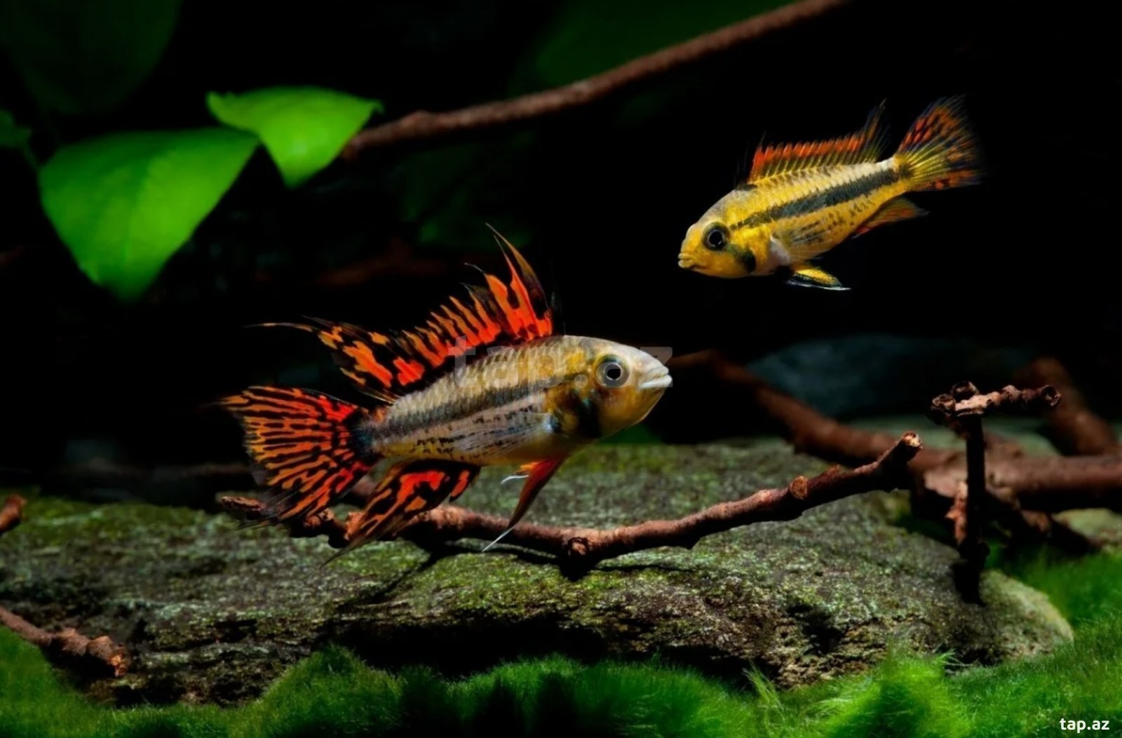 Apistogramma Cocotoides 