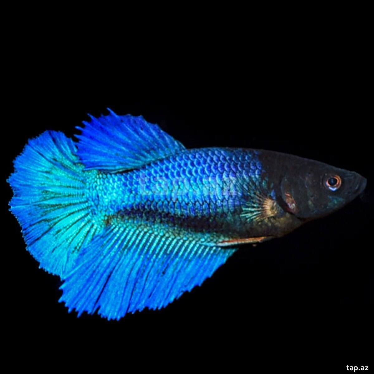 Halfmoon betta balığı