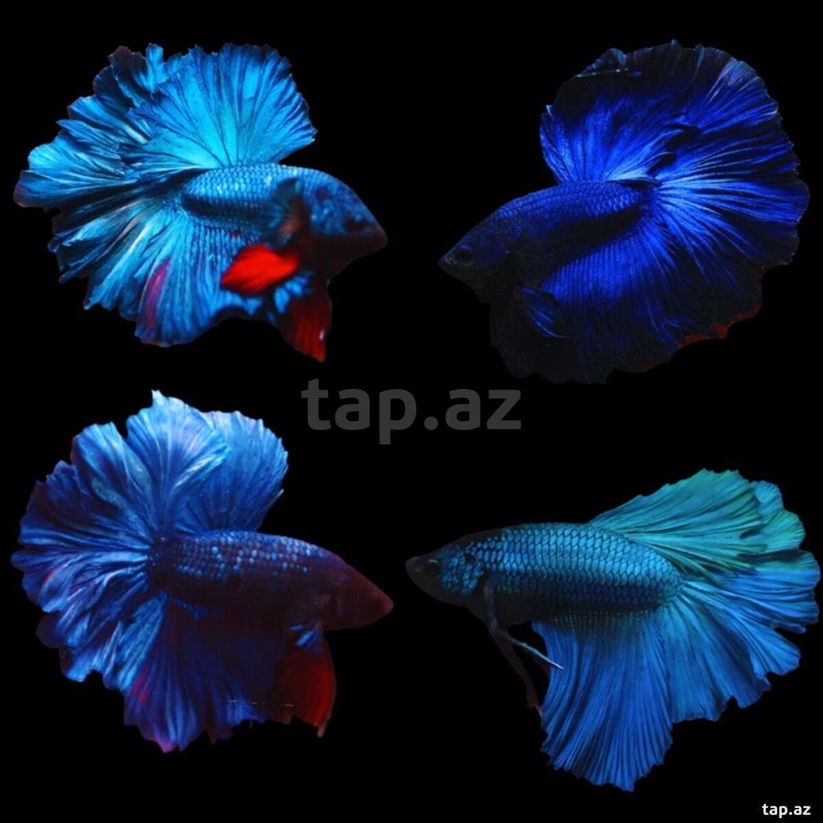 Halfmoon betta balığı (2)