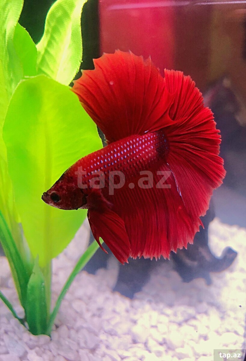 Halfmoon betta balığı