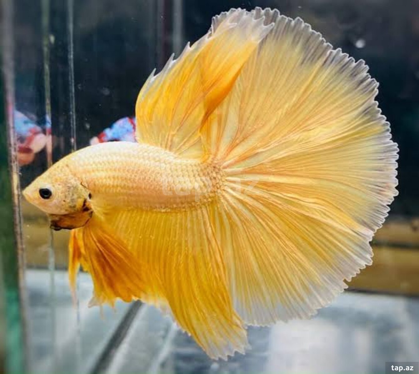 Halfmoon betta balığı (3)