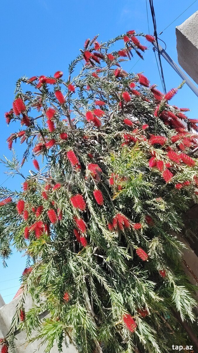 Gül  (2)