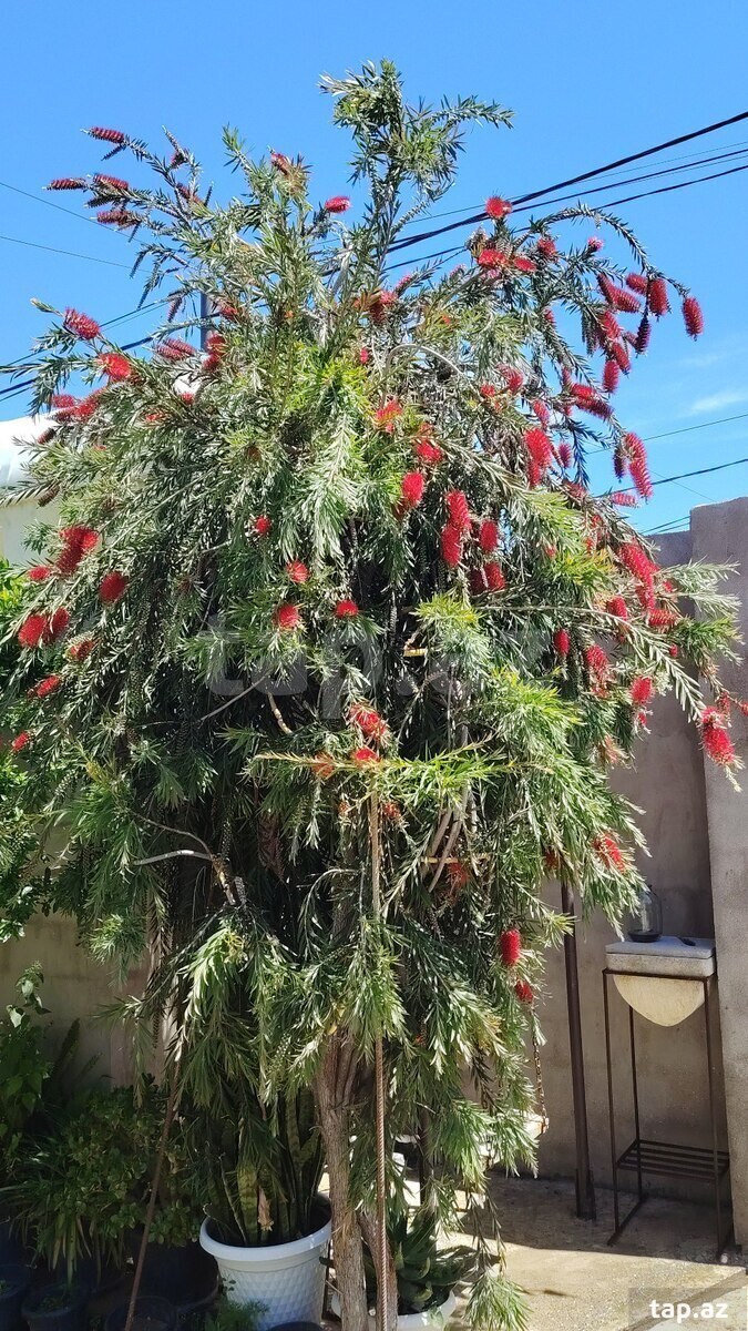 Gül  (3)
