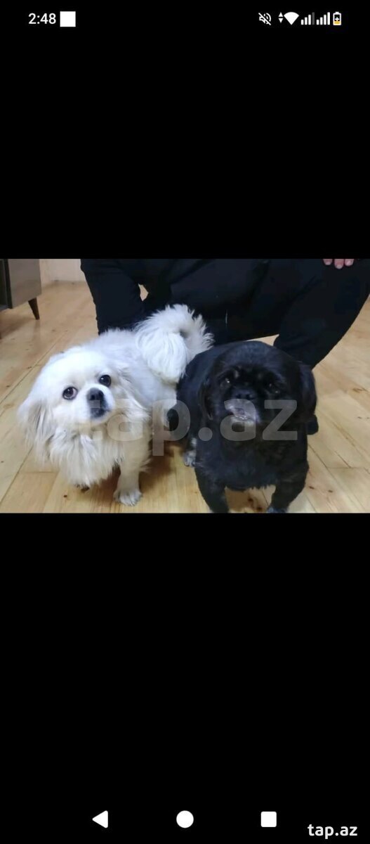Pekines  (4)