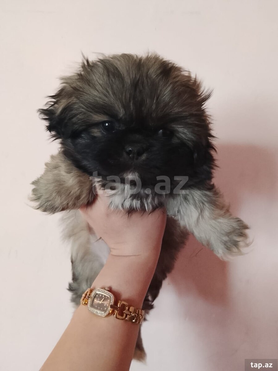Pekines  (2)