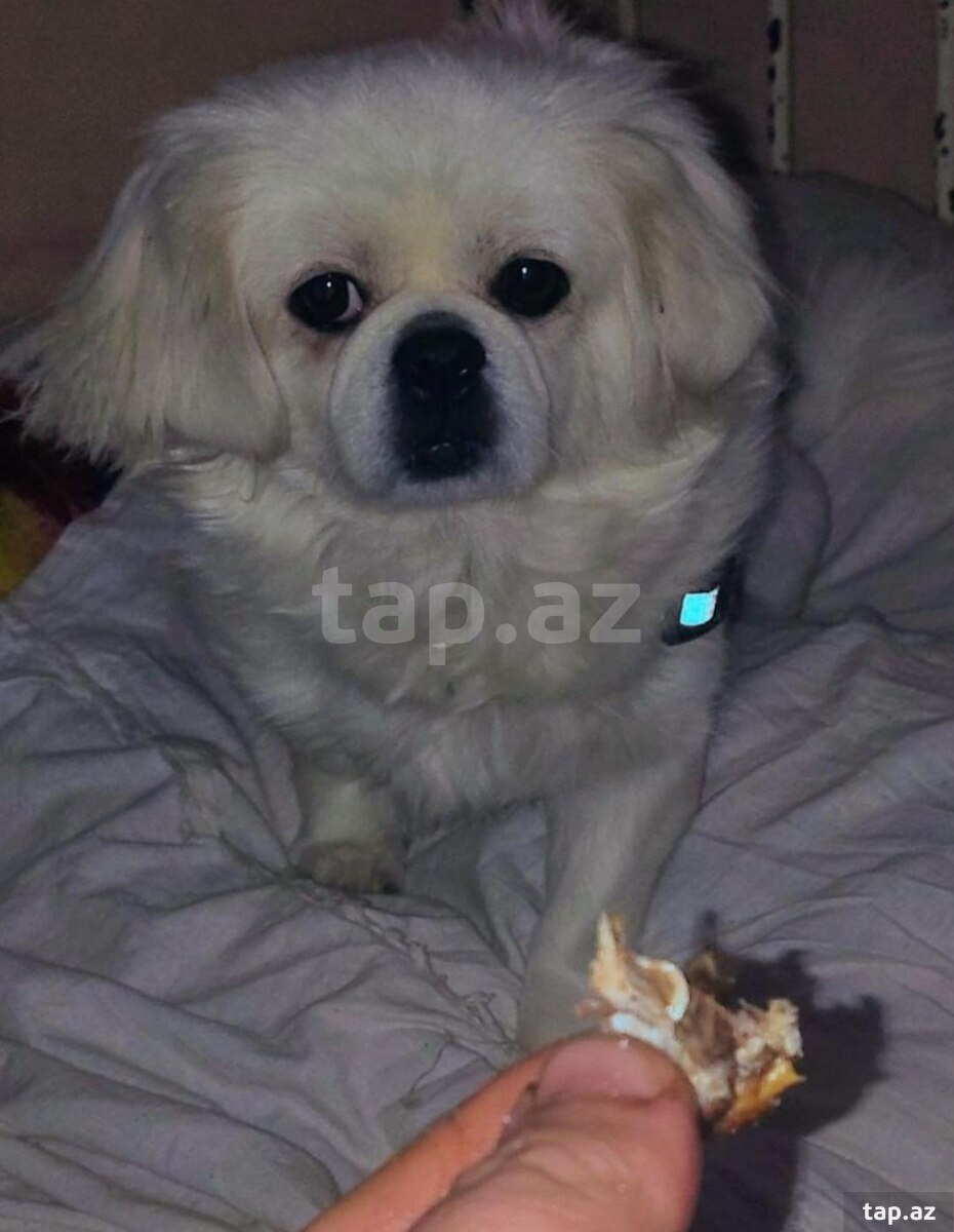 Pekines 