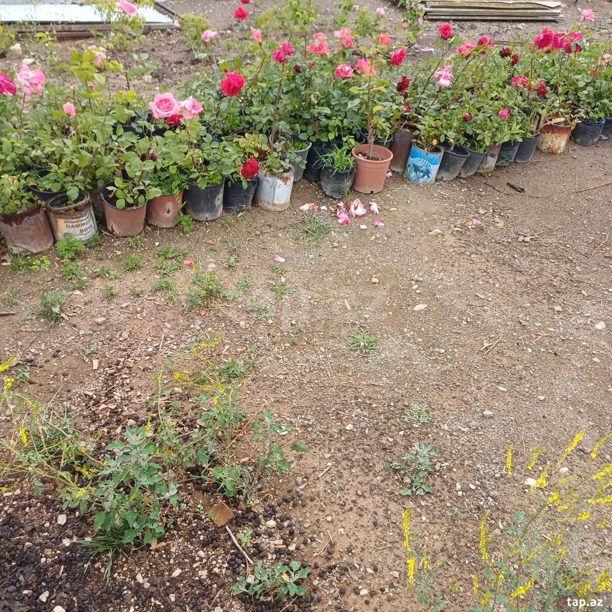Həyət evi kirayə verilir, Laçın ş. (17)