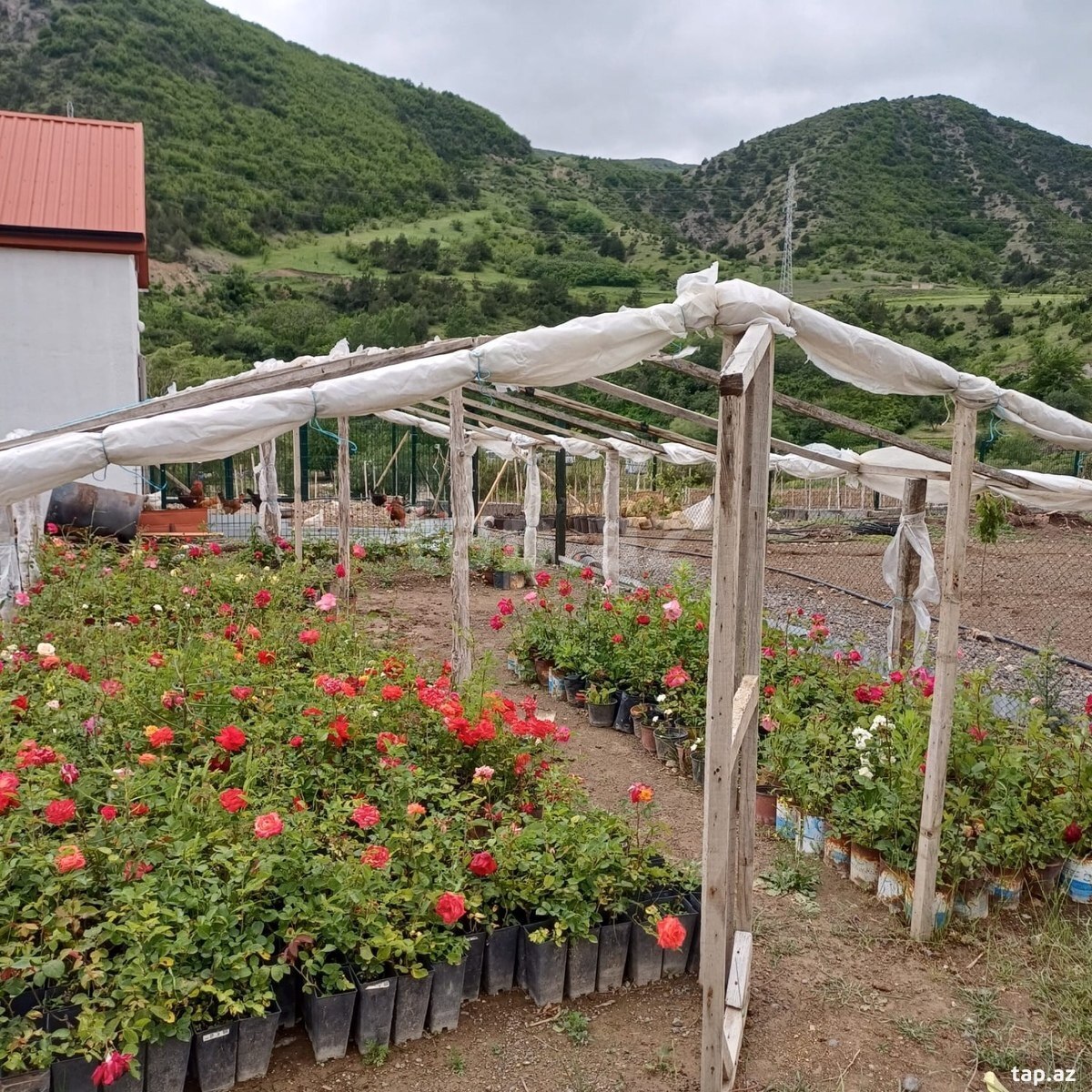 Həyət evi kirayə verilir, Laçın ş. (13)