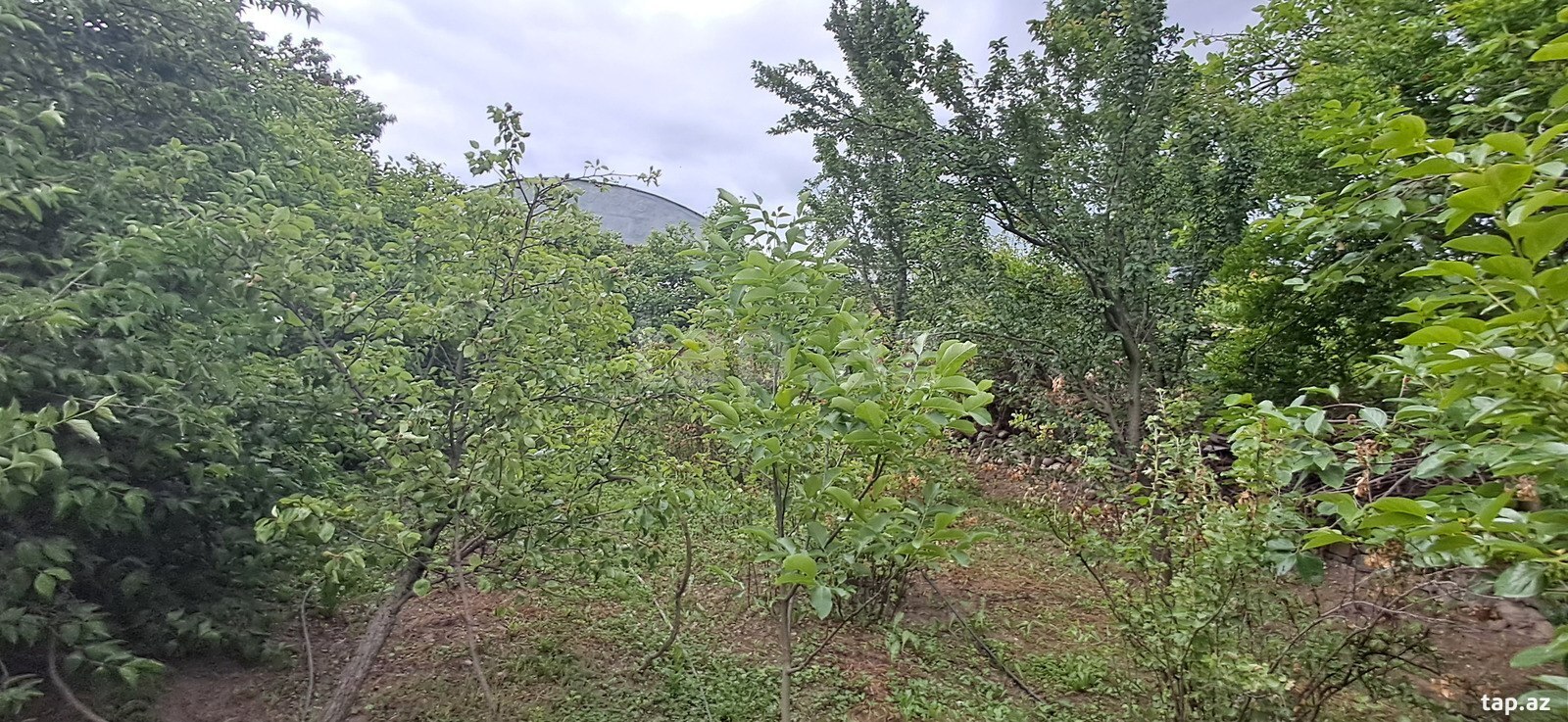 Həyət evi, Şəmkir r. (39)