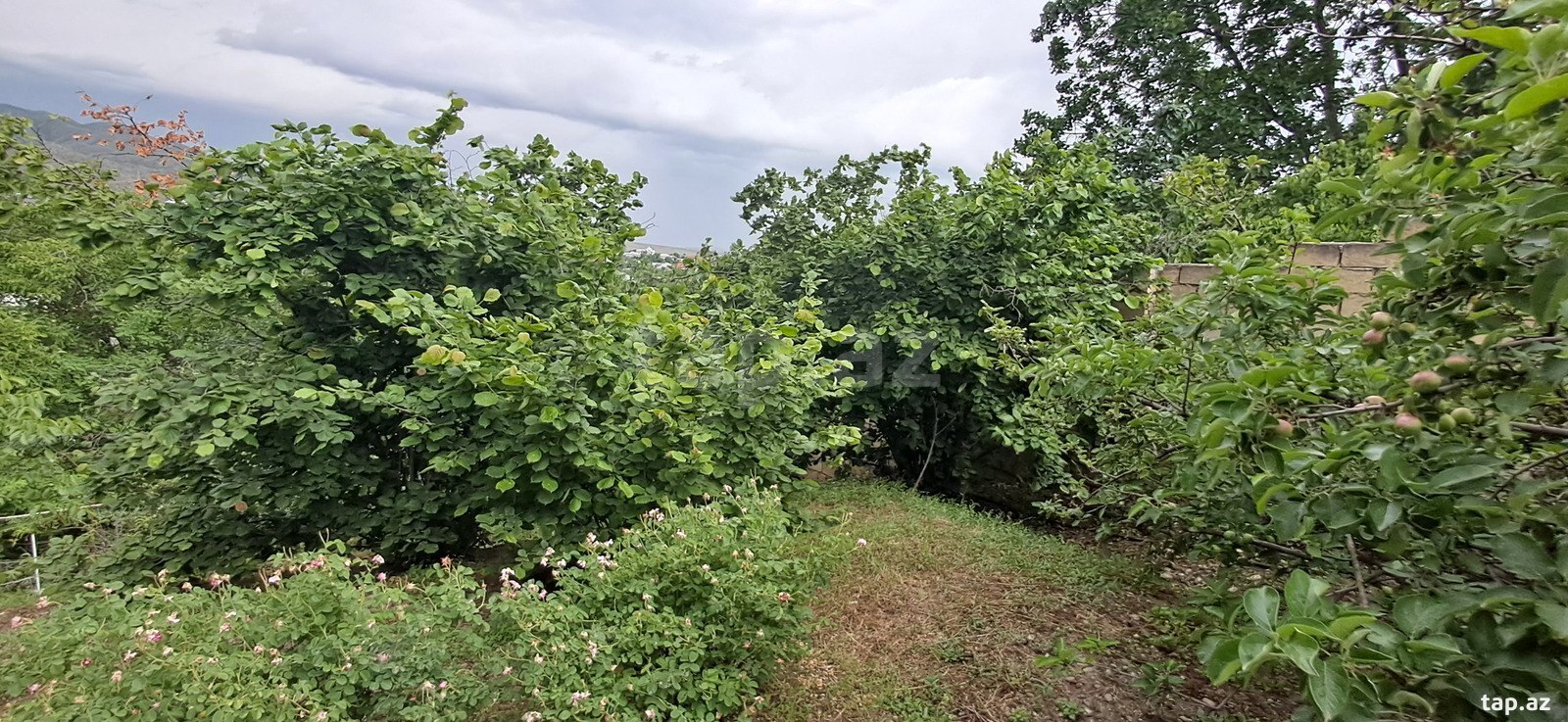 Həyət evi, Şəmkir r. (36)