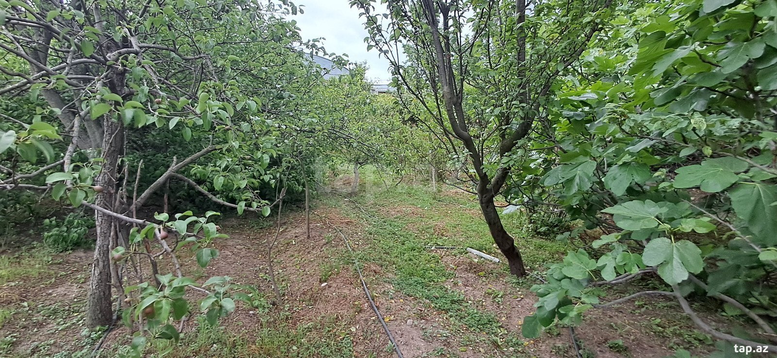 Həyət evi, Şəmkir r. (38)