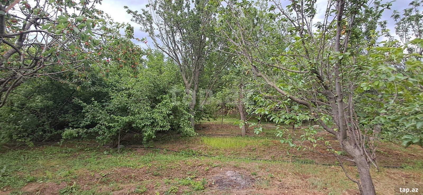 Həyət evi, Şəmkir r. (37)