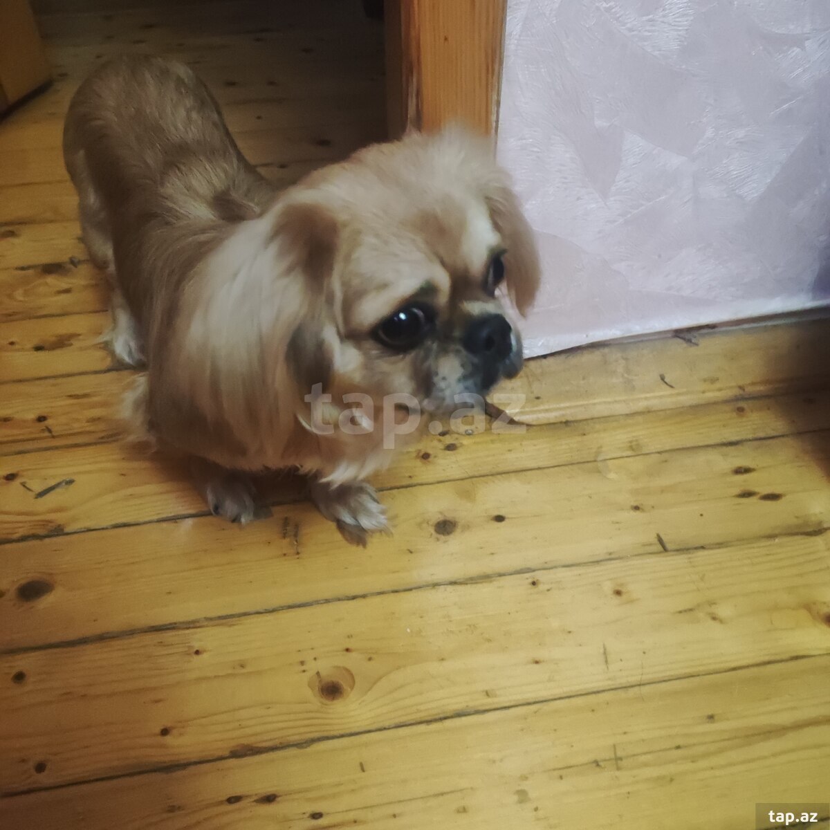 Pekines 