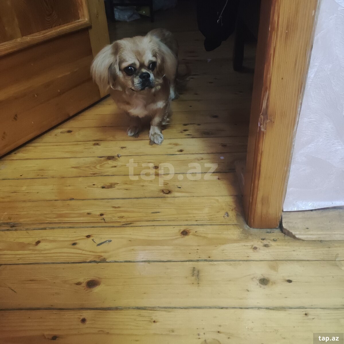 Pekines  (2)