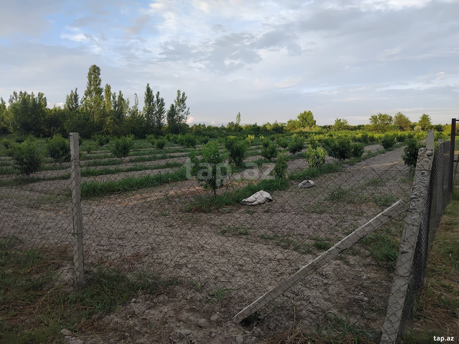 200 sot torpaq sahəsi, Göyçay r.