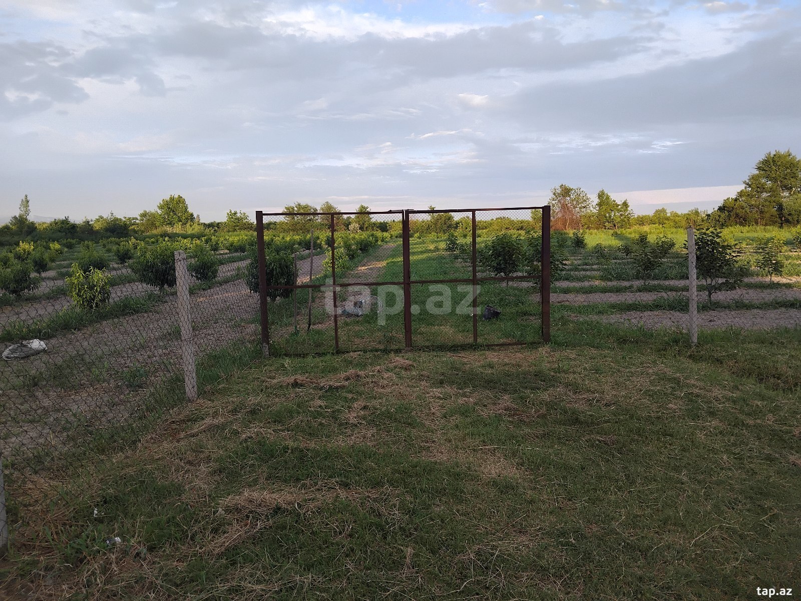 200 sot torpaq sahəsi, Göyçay r. (2)