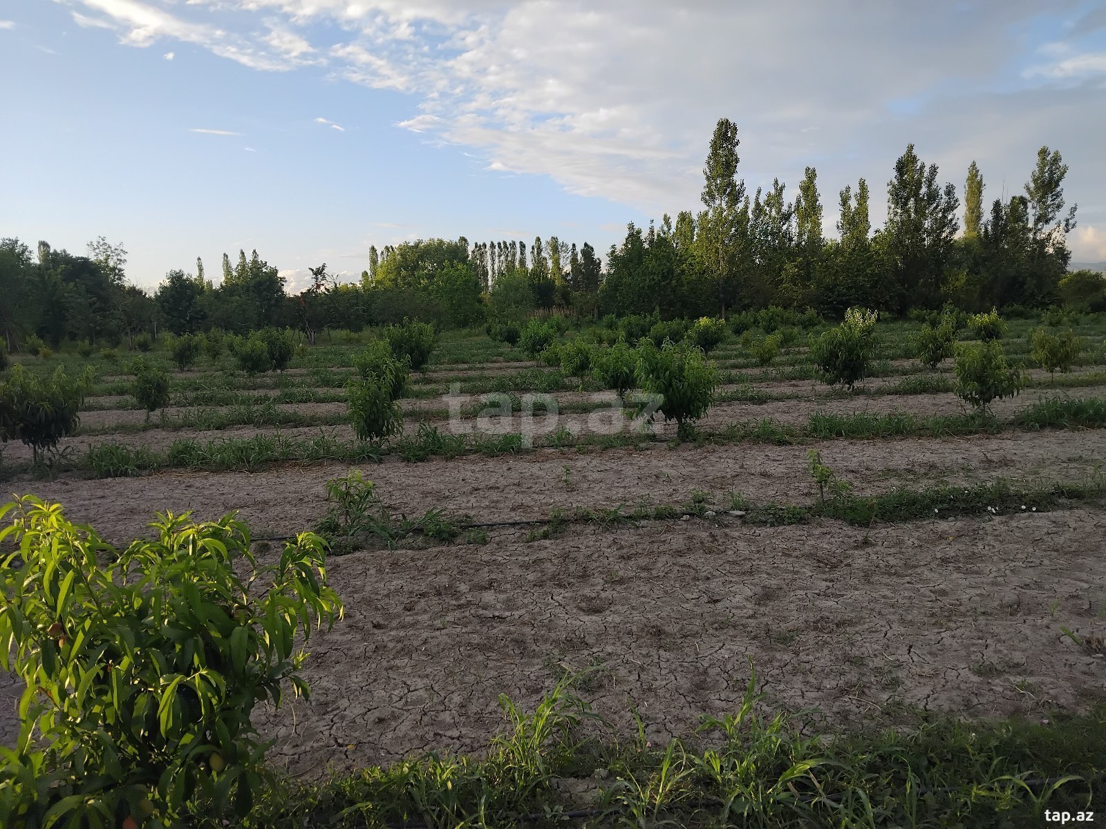 200 sot torpaq sahəsi, Göyçay r. (5)