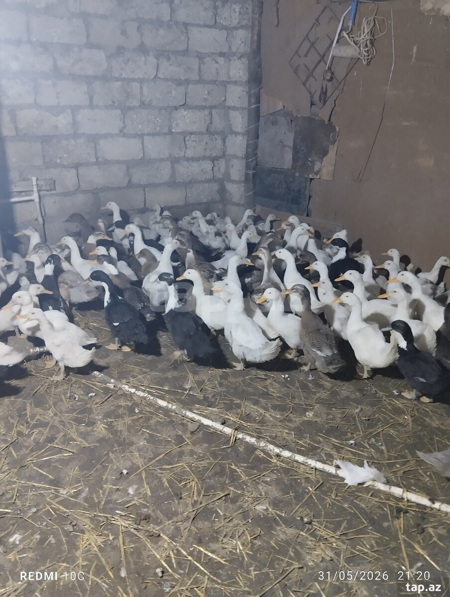 Pekin ördəkləri
