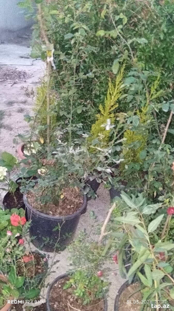Qızıl güllər (2)