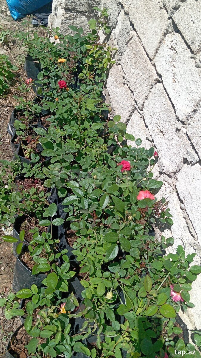 Qızıl güllər (7)