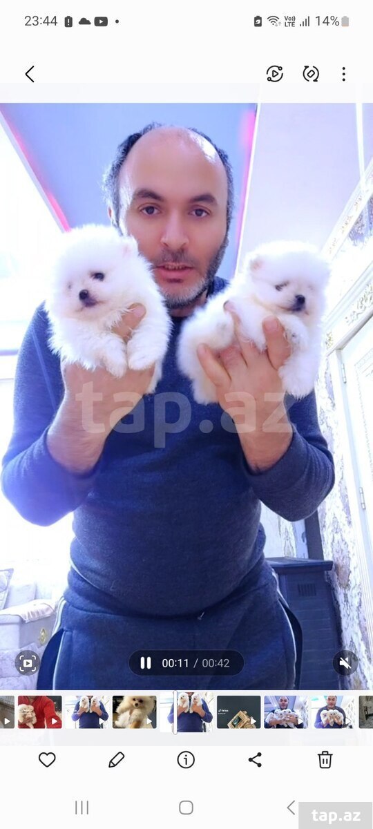 Pekines balaları