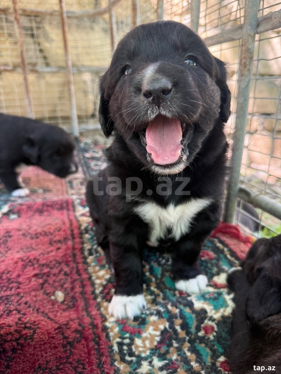 Labrador Retriver (11)