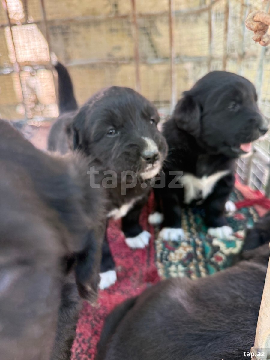 Labrador Retriver (9)
