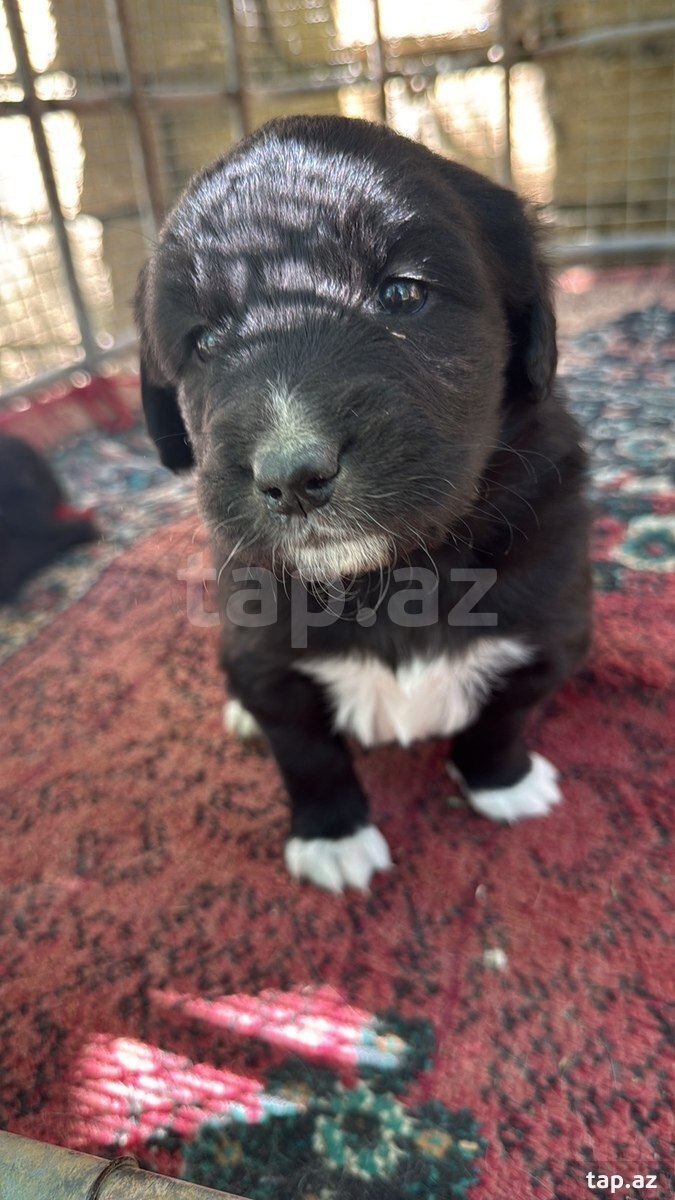 Labrador Retriver (3)