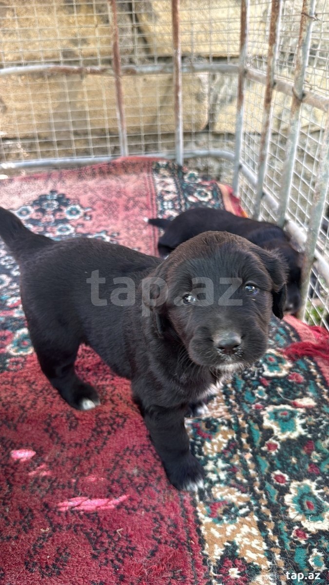 Labrador Retriver (2)