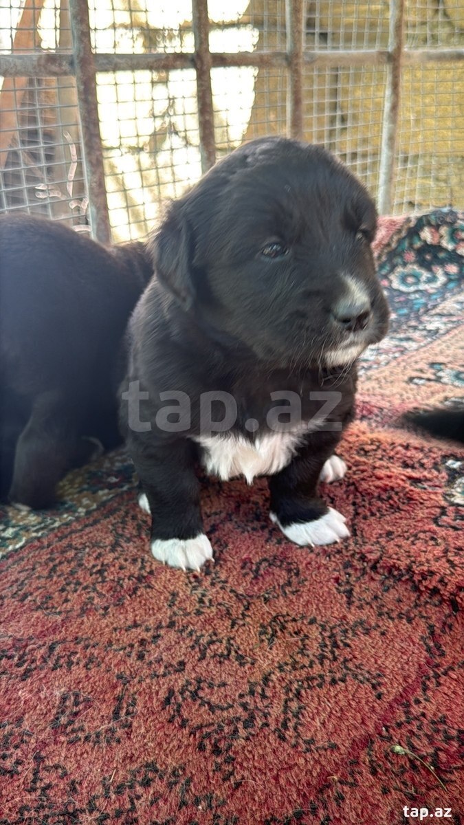Labrador Retriver