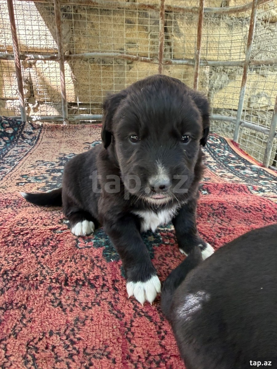 Labrador Retriver (10)