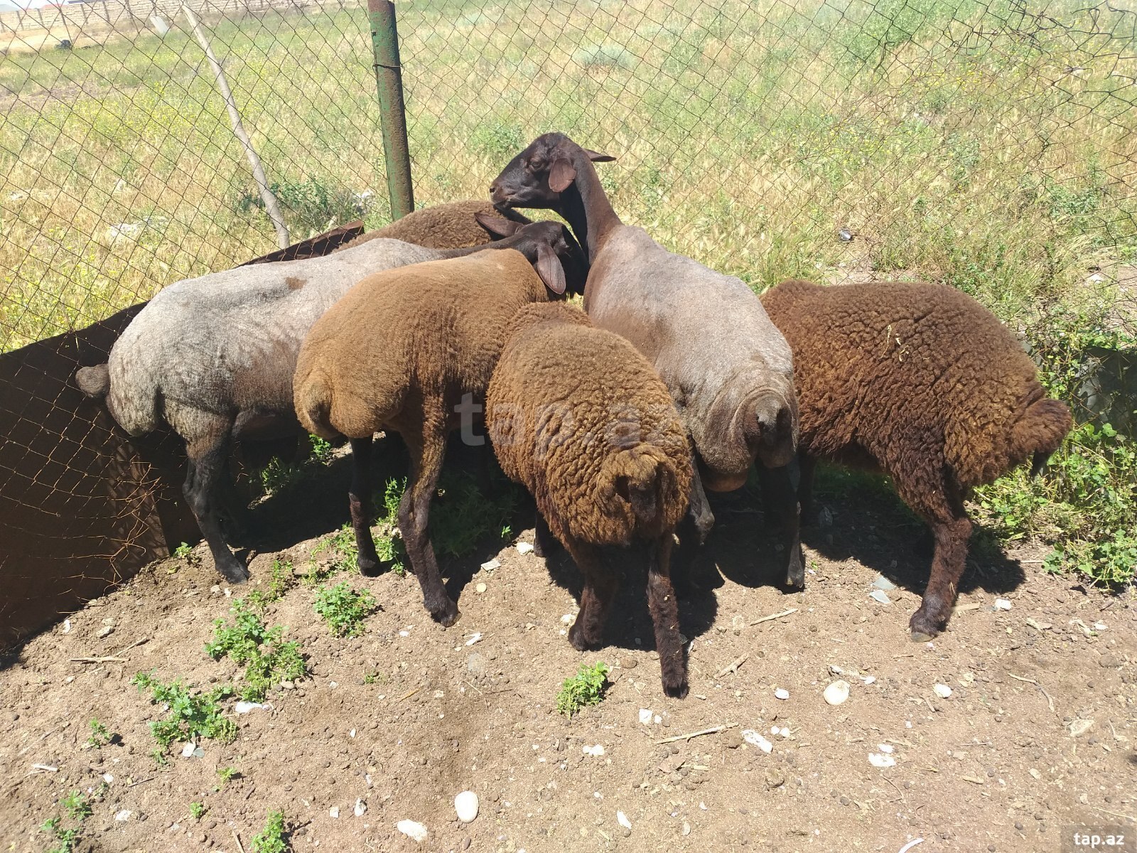 Qoyunlar və keçilər (7)