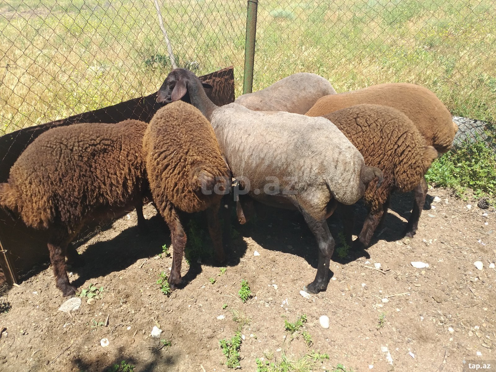 Qoyunlar və keçilər (12)