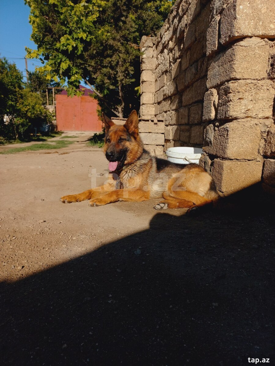 Alman ovçarkası (3)