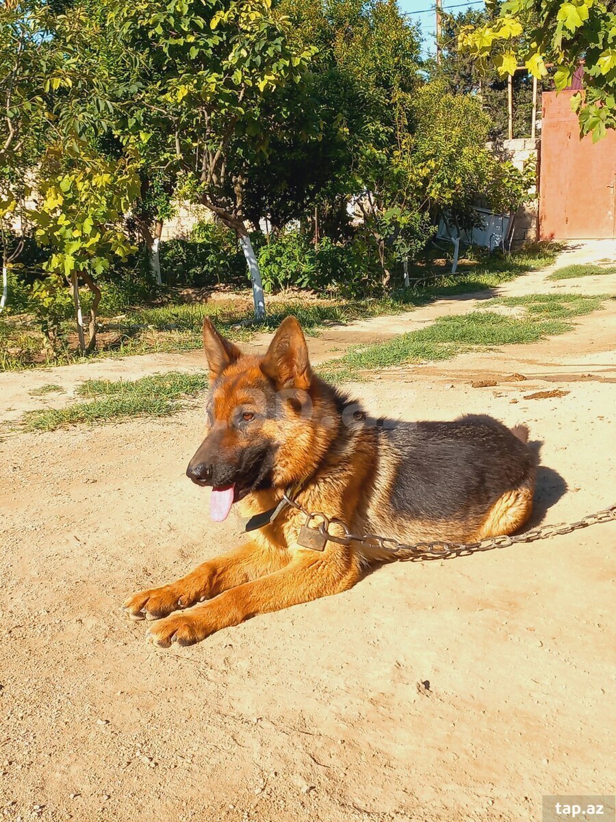 Alman ovçarkası (5)