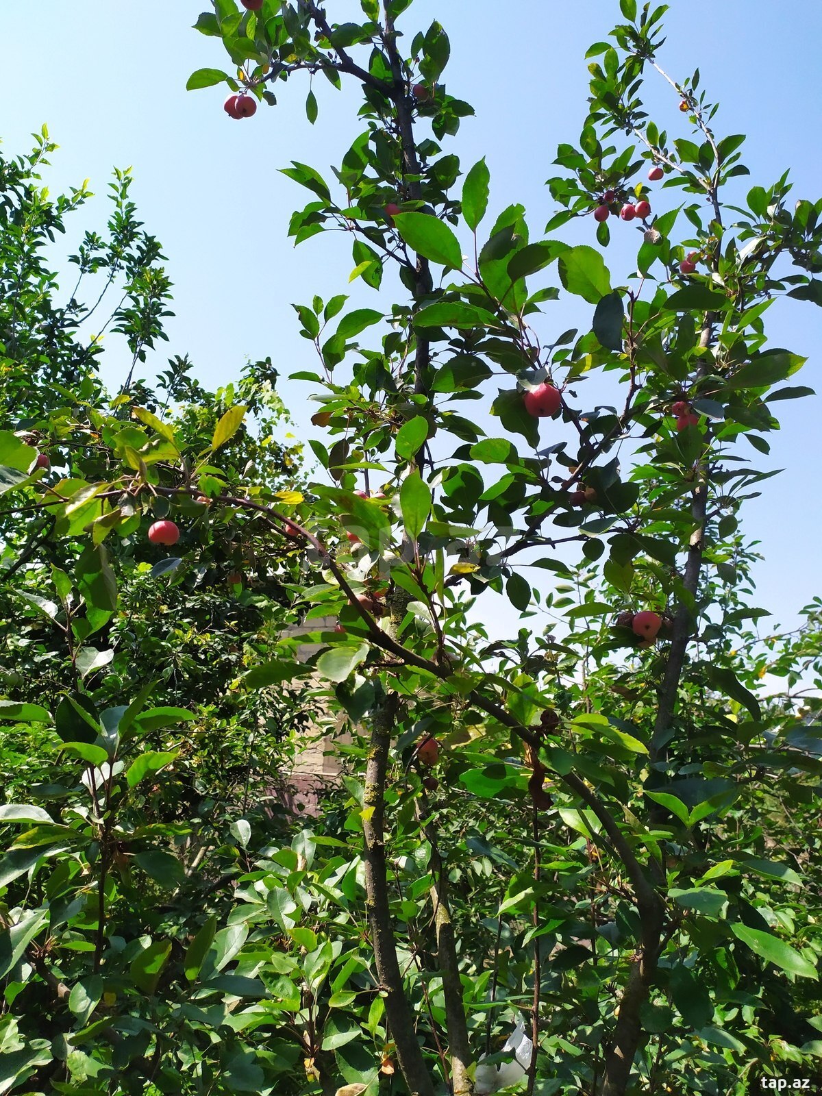 6 sot torpaq sahəsi, Üçtəpə qəs. (9)