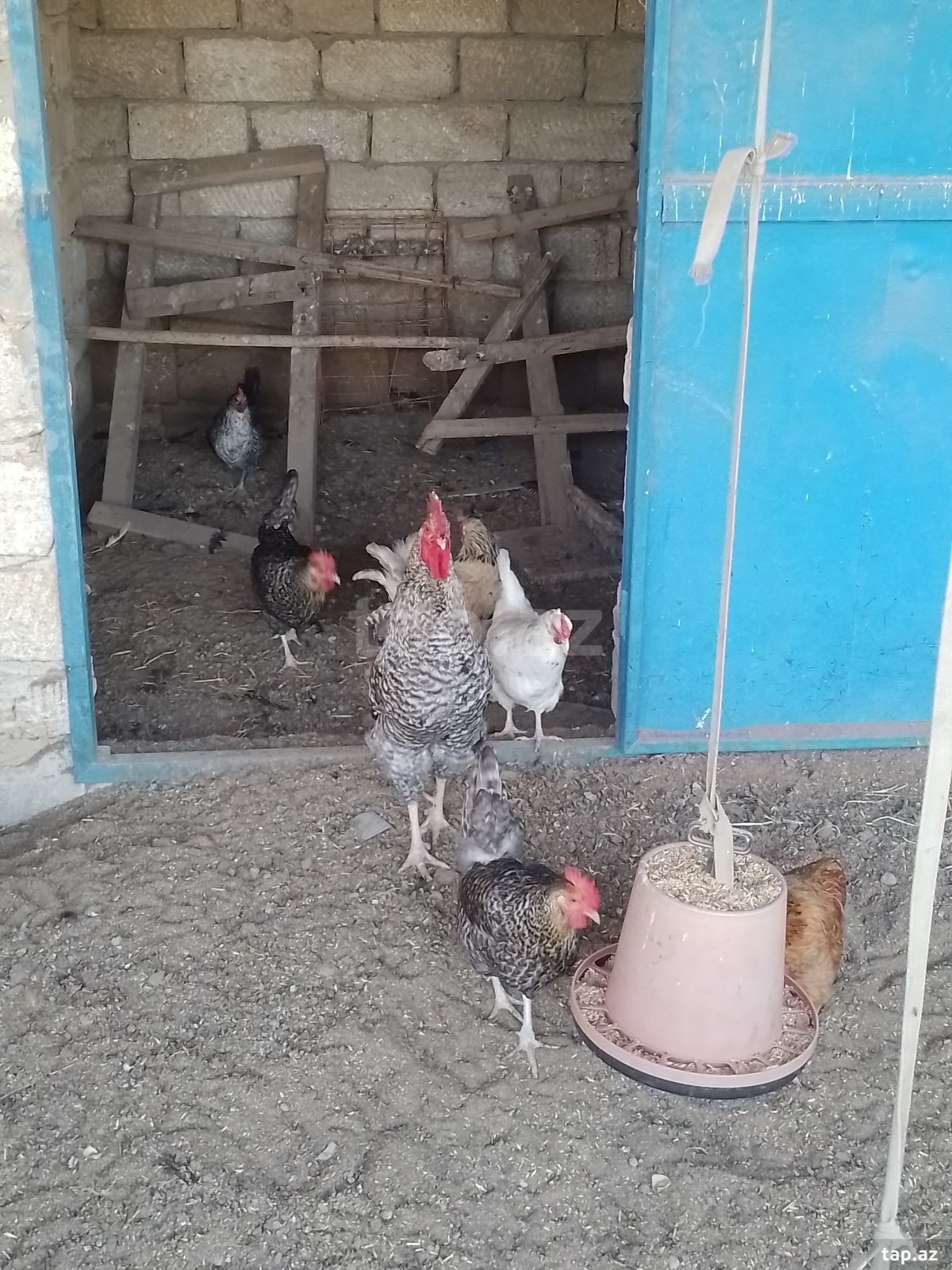 Toyuqlar (6)