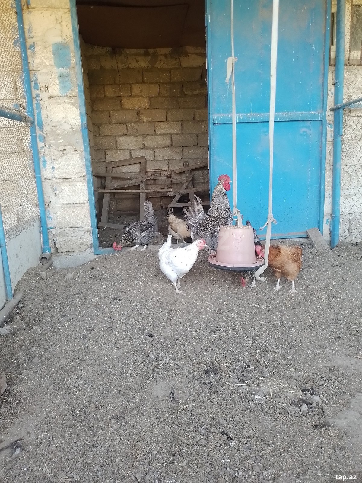 Toyuqlar (7)